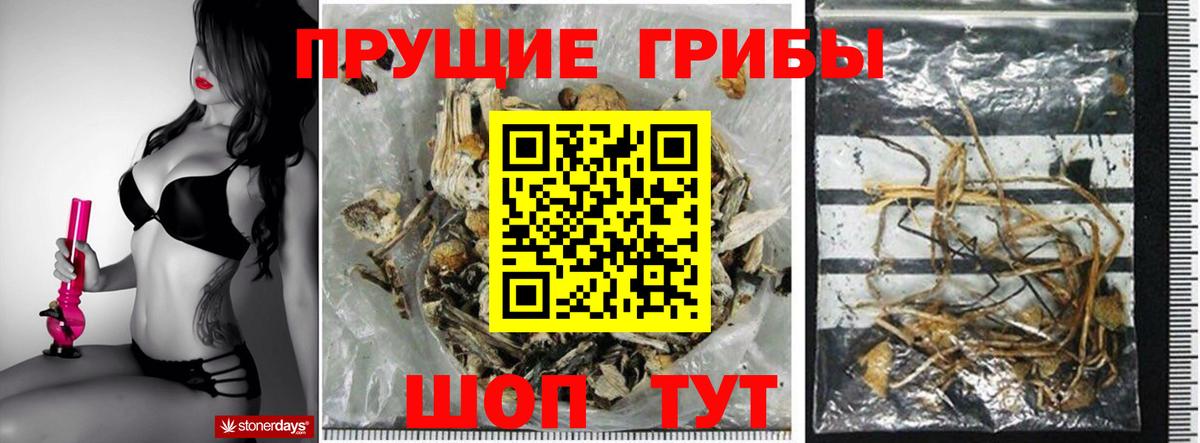 Кисловодск  Псилоцибиновые грибы GOLDEN TEACHER  Вход с VPN  Псилоцибиновые грибы Psilocybe 